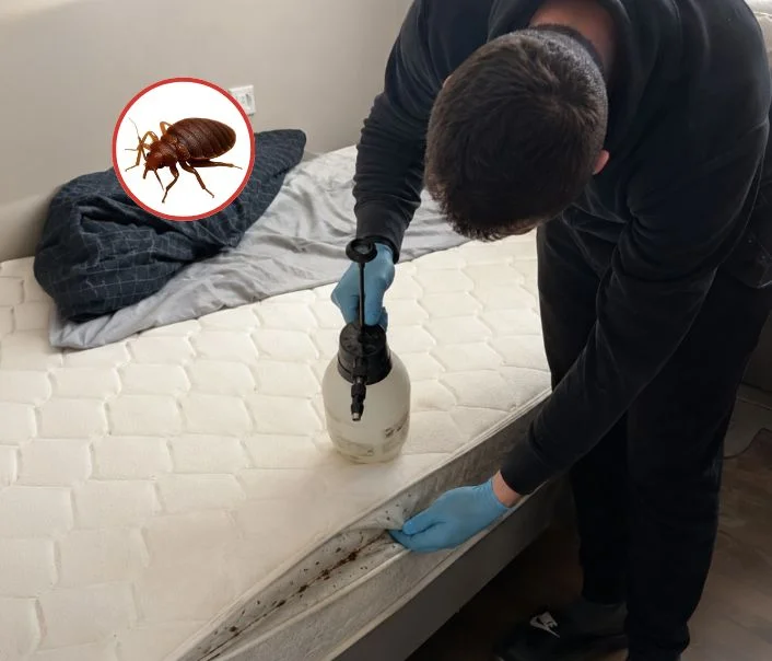 Technicien traitant un matelas contre les punaises de lit à Neauphlette
